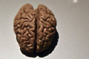 The human brain goes through various phases